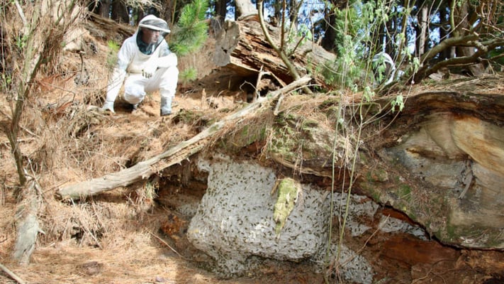 Wasp nest in North Island New Zealand