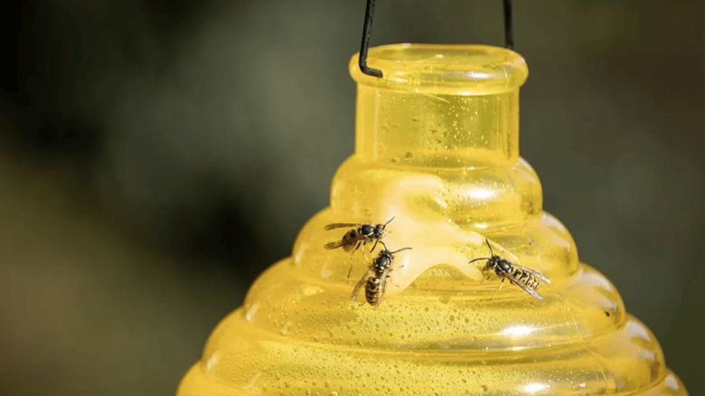 Rotorua Woman Held Hostage By Wasp Invasion