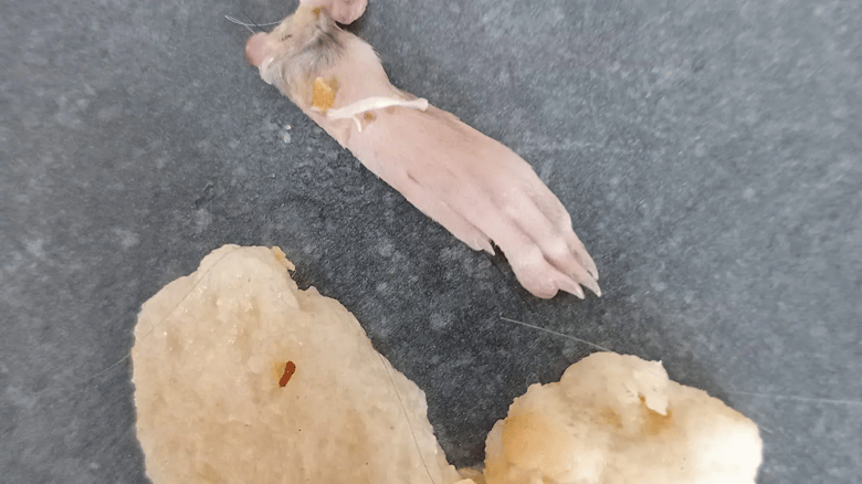 Foodstuffs Recalls Garlic Bread After Rat's Foot Reportedly Found