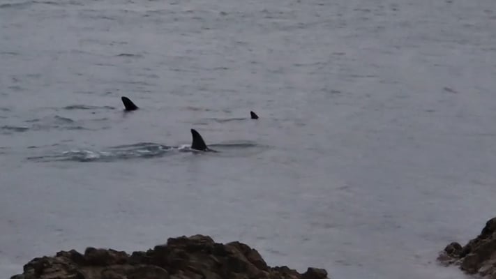 Three orca whales in surface in Wellington harbour