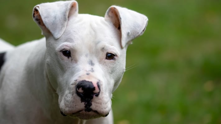 Auckland dog attacks: Callouts for attacks on other animals going up