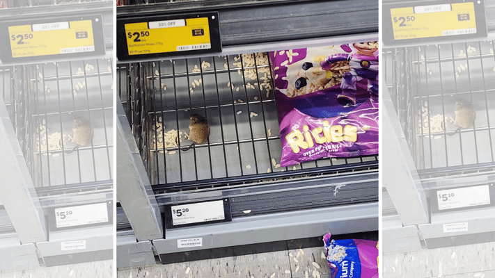 Mouse Found in Breakfast Cereal Aisle at Pukekohe Supermarket