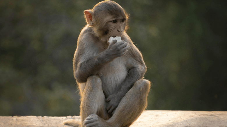 Monkey's Vision Restored Following Cataract Surgery In Haryana