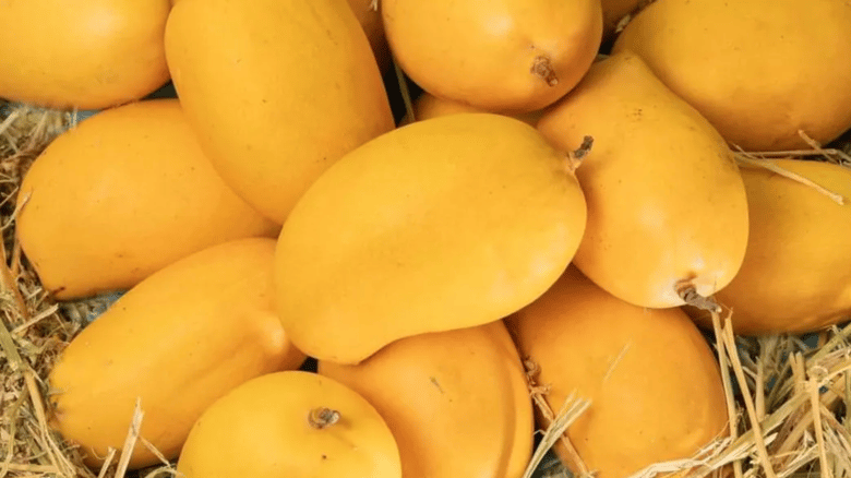 NZ's Growing Craving For Indian Mangoes