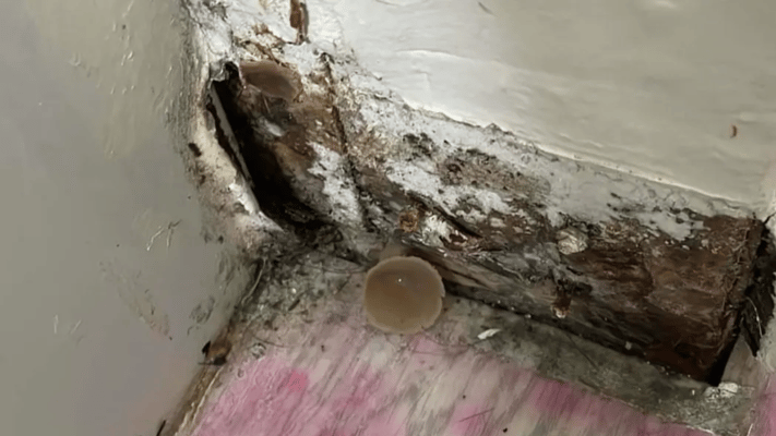 A group of young women are fighting to get the money owed by their former landlord after living in a house with black mould, mushrooms and windowless bedrooms.