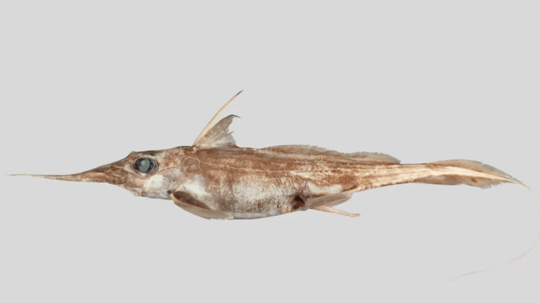 New 'Ghost Shark' Surfaces In NZ Waters