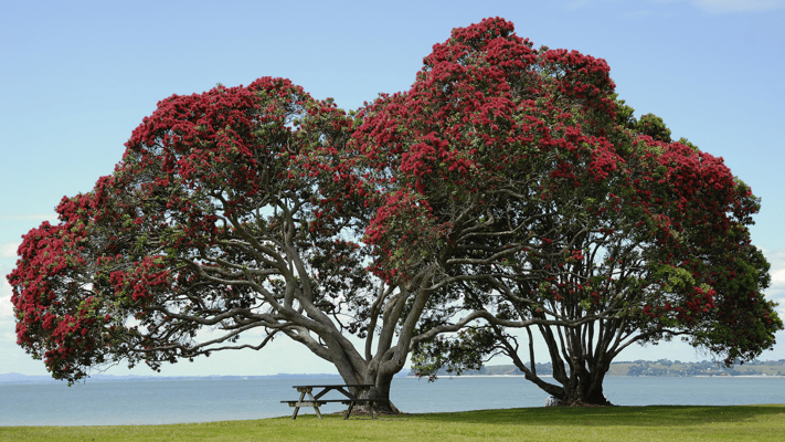 Auckland Council is calling on locals to join the mission to protect the city’s environment 
