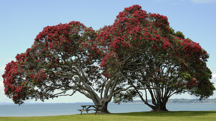 Auckland Council is calling on locals to join the mission to protect the city’s environment