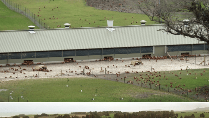 The high pathogenic avian influenza - otherwise known as bird flu - has been found on a free range chicken farm in North Otago.