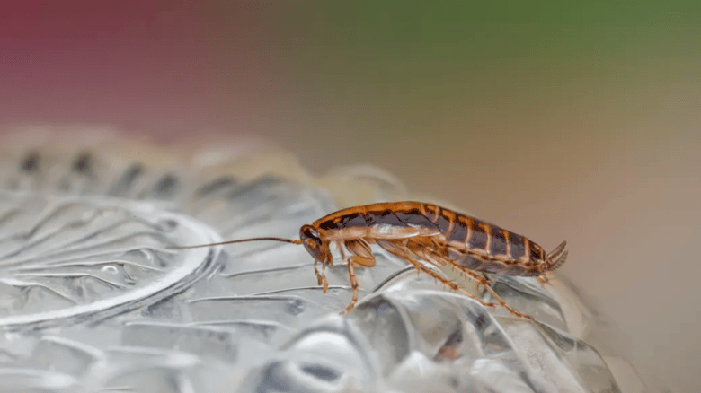 ACC Receives Over 300 Cockroach-Related Claims In 5 Years