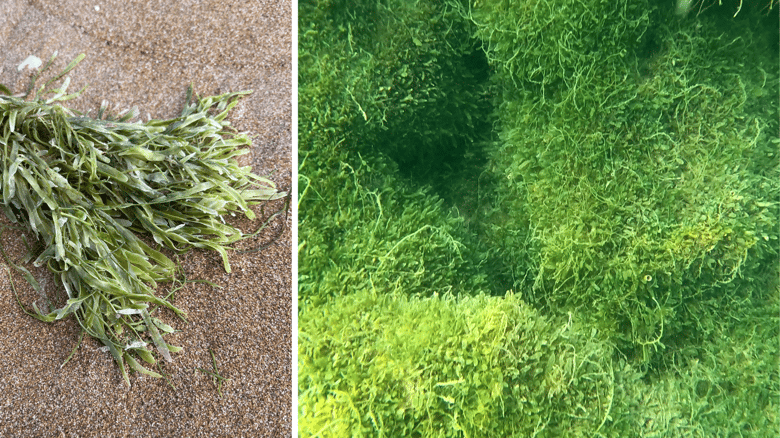 Have You Seen This Pest In NZ? Be A Marine Hero