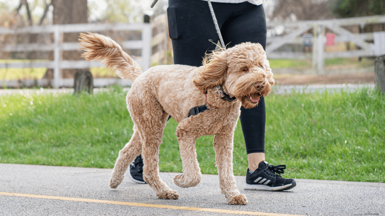 Want to Walk Your Dog Off-Leash? Here’s Where Auckland Lets You