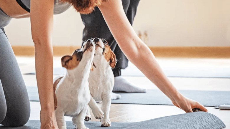 Ponsonby Puppy Yoga Sessions Draw Flak