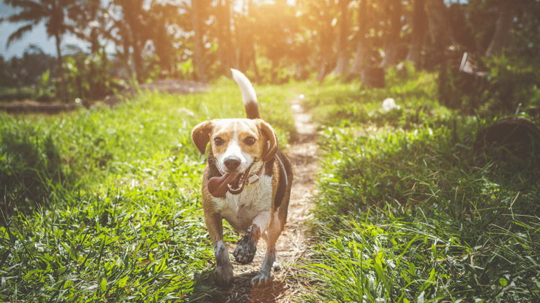 Puketāpapa Parks Fetch New Rules In Latest Paw-licy Shake-Up