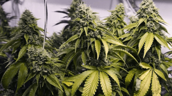 Immigration Authorities Claim Success Against Organised Crime
