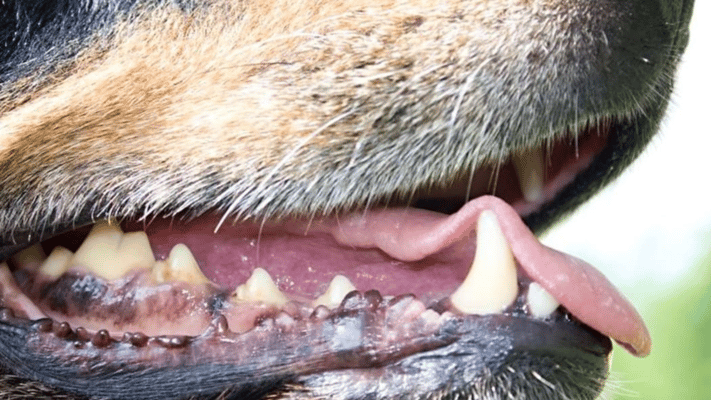 Packs of unsupervised dogs are terrorising South Auckland neighbourhoods, residents say, with scores of cats killed in one suburb alone.