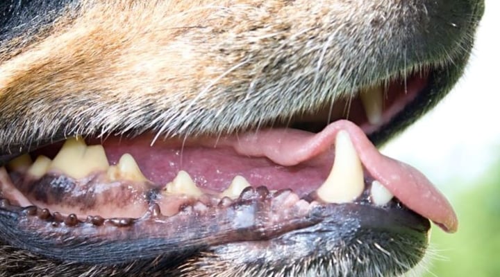 Dogs Believed To Be Behind Attacks In Mount Albert Caught