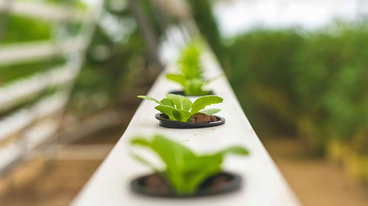 Climate change, growing cities and not enough workers are changing farming. So, New Zealand is trying vertical farms 