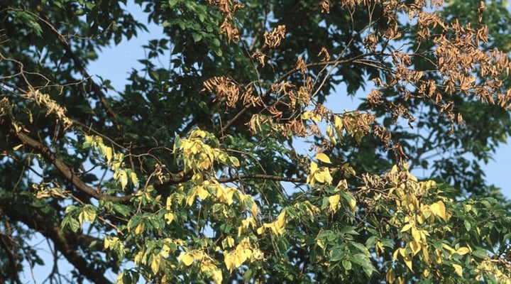 Dutch elm disease is considered to be one of the most devastating tree diseases in the world.
