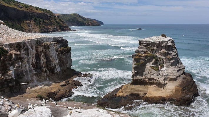 Muriwai beach Auckland