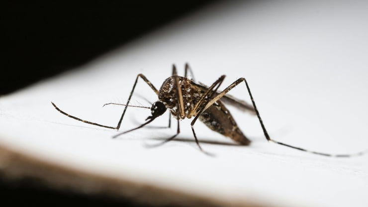 Dengue Cases Surge in New Zealand