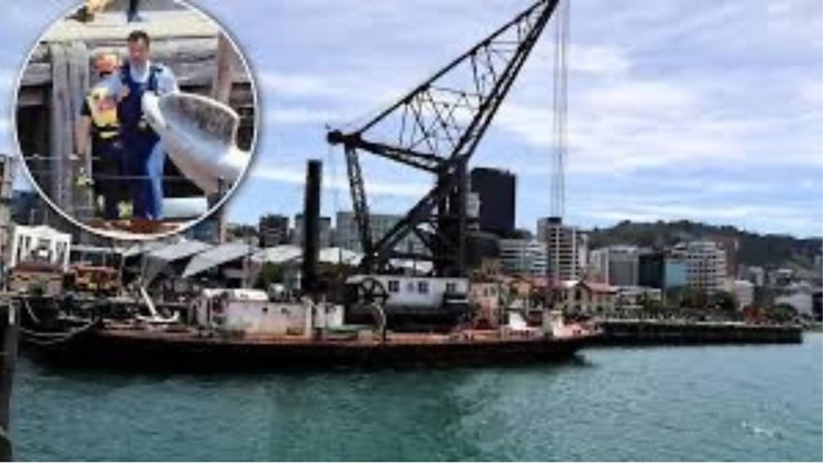 Man Dies After Falling from Boat in Central Auckland Marina