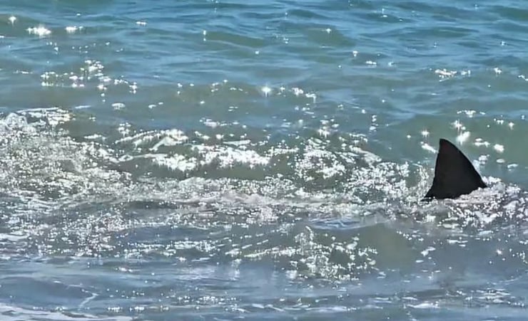 A shark snapped metres from the beach north of Napier in New Zealand.