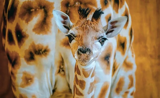 The newborn calf stays close to its mother, Kiritka, in Auckland Zoo's giraffe enclosure