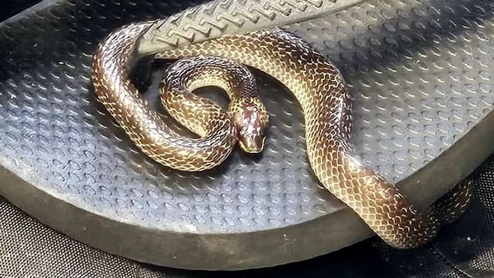Snake Discovered in Christchurch Traveller’s Suitcase After Bali Trip