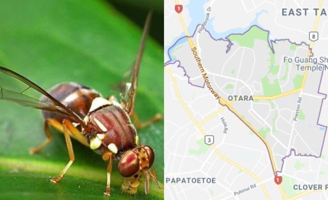 Fruit fly found in Otara: What you need to know?