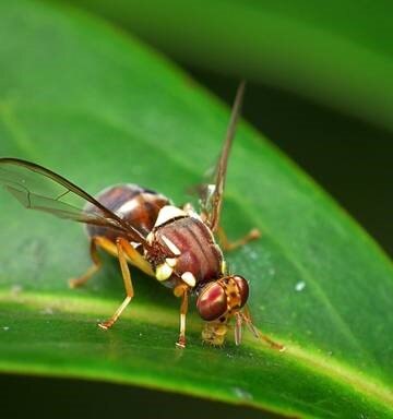 More fruit flies found in Auckland