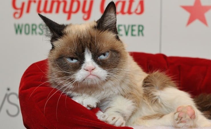 Internet's popular meme cat 'Grumpy Cat' passes away at 7