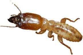 Fiji battles termite infestation