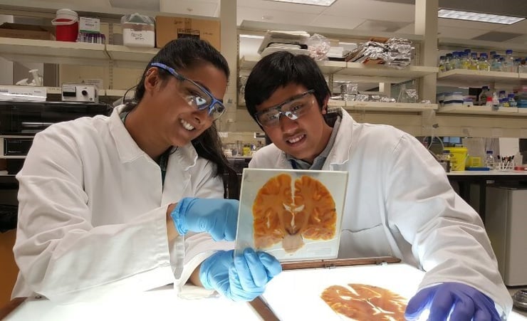 Kiwi Indian neuroscientist Malvindar Bains makes new strides in Alzheimer's and Huntington’s disease research