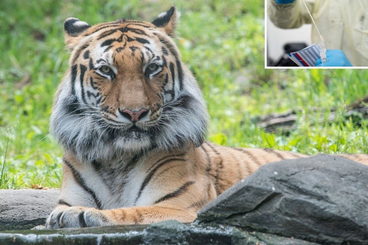 Tiger tests positive for coronavirus at Bronx Zoo