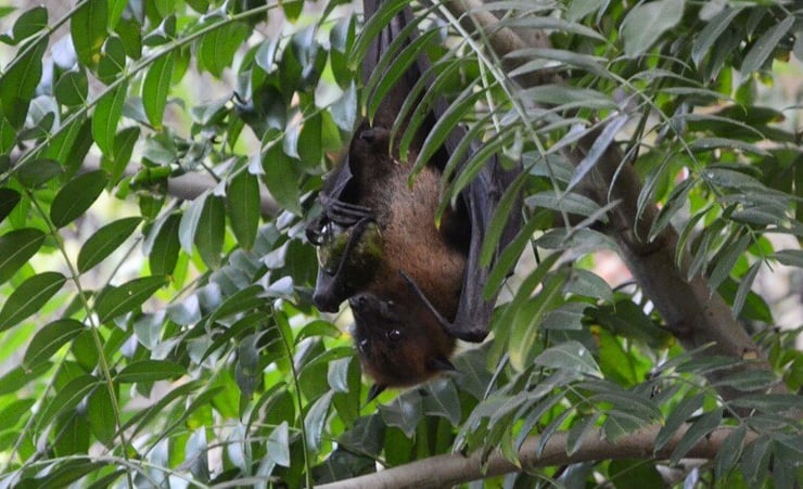 Coronavirus found in Indian bats, scrutiny crucial for outbreak alerts