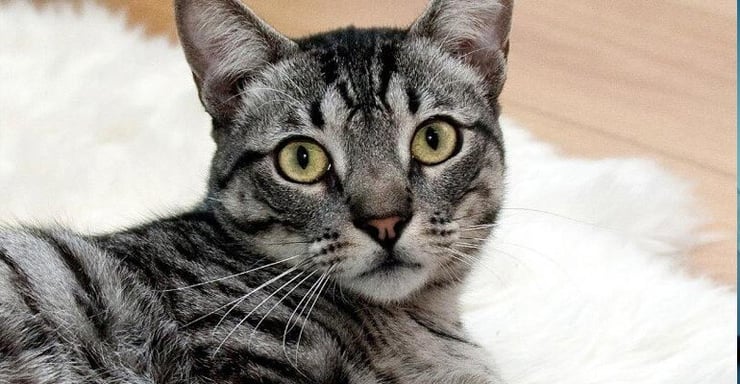 Two pet cats in New York test positive for COVID-19