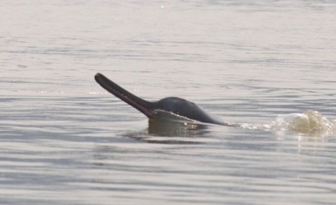 River dolphins spotted in Meerut Ganga waters
