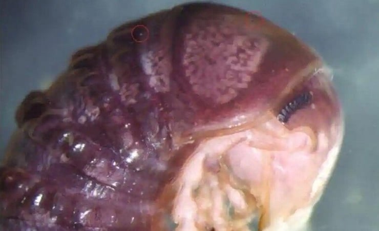 Scientists discover new species of fungus, on Twitter