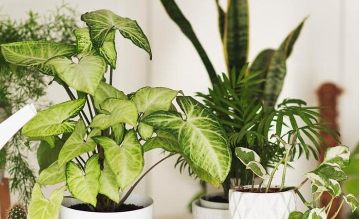 3 House plants EVERY beauty lover needs in their home