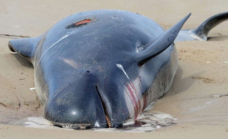 Stranded whales in Australia to be euthanised