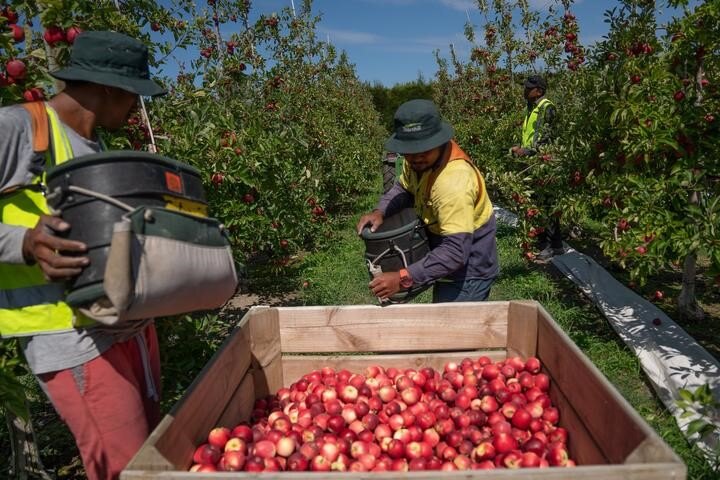 Government nixes calls for fruit pickers to be let into NZ, for now
