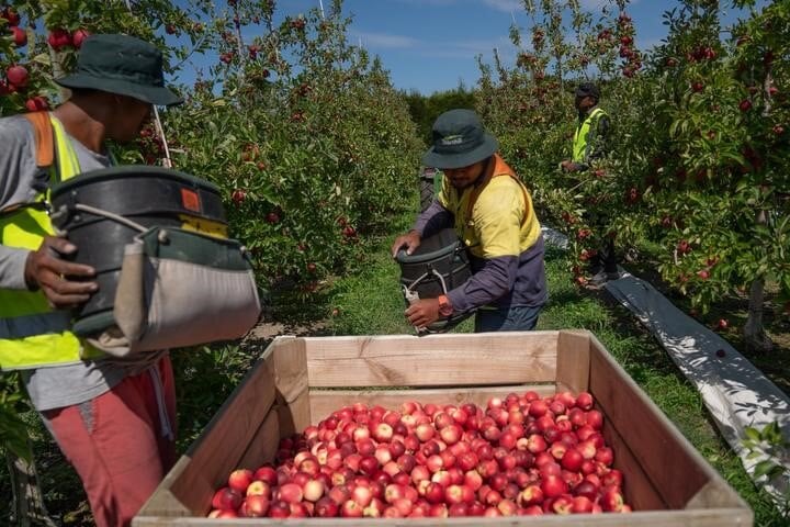 Government nixes calls for fruit pickers to be let into NZ, for now