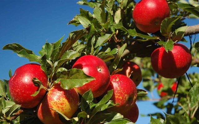 Growers Employment Expo In Hawke’s Bay