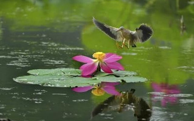 World needs economies to fully include nature, says landmark review