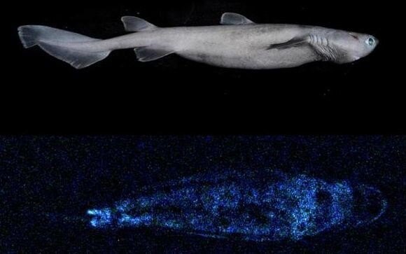 Glow-in-the-dark sharks found in New Zealand waters