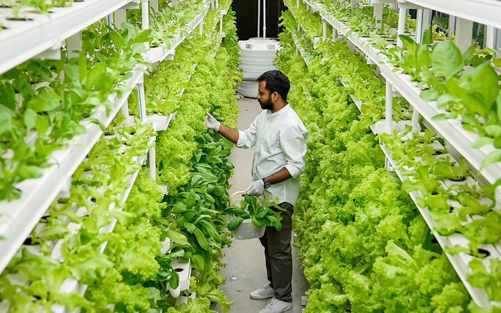 AI could play key role in India's growth in agriculture: Report