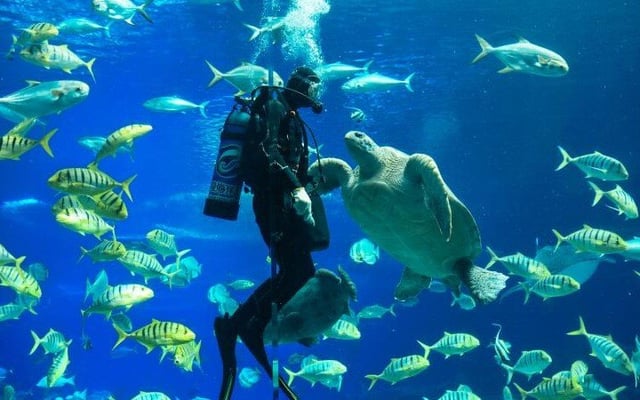 Ocean Dialogues 2021 to focus on climate, food, nature