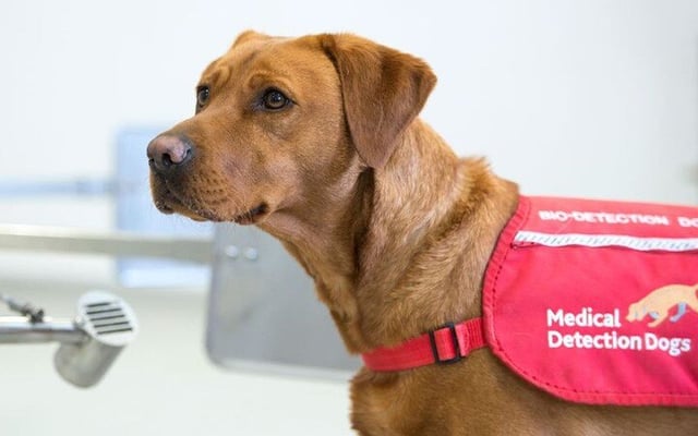 Sniffer dogs show 88% accuracy in detecting Covid: UK study