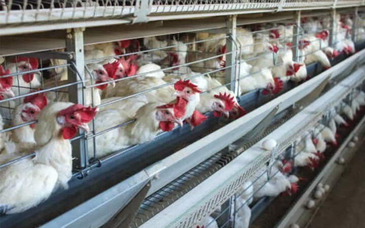 China reports human infection of H10N3 avian influenza